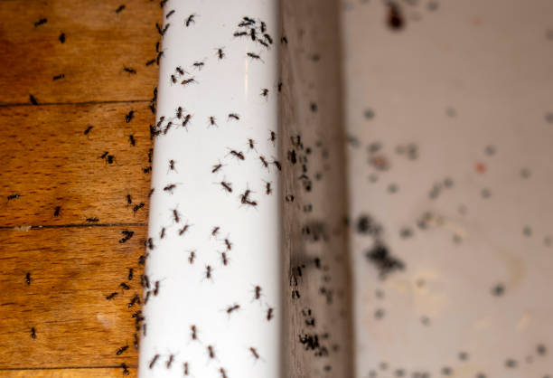 Pest Control Cost in Sanford, NC