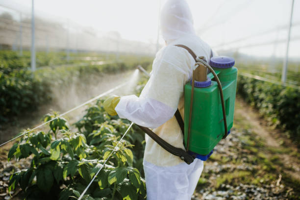 Wasp Removal Services in Sanford, NC